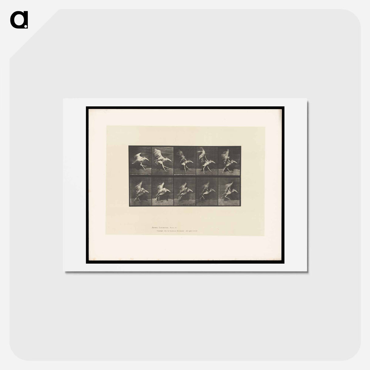 アートポストカード-Stork in Motion
 - エドワード マイブリッジ Postcard.