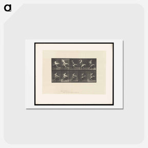 アートポストカード-Stork in Motion
 - エドワード マイブリッジ Postcard.