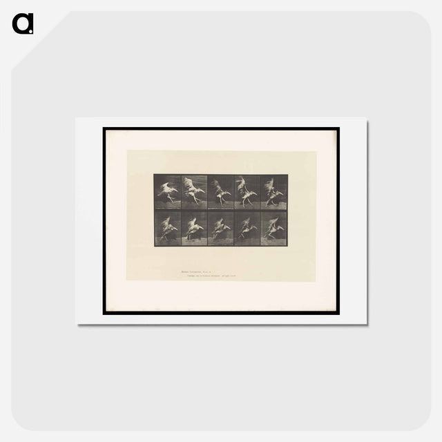 アートポストカード-Stork in Motion
 - エドワード マイブリッジ Postcard.