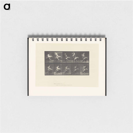 アートメモ帳-Stork in Motion
 - エドワード マイブリッジ Memo.