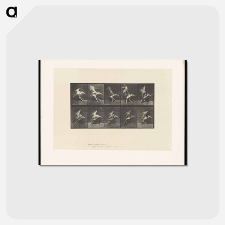アートポストカード-Stork in Motion
 - エドワード マイブリッジ Postcard.