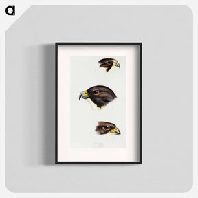 アートポスター-Australian Falcons
 - ジョン グールド Poster.