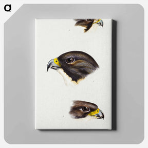 アートパネル-Australian Falcons
 - ジョン グールド Canvas.