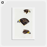 アートポストカード-Australian Falcons
 - ジョン グールド Postcard.