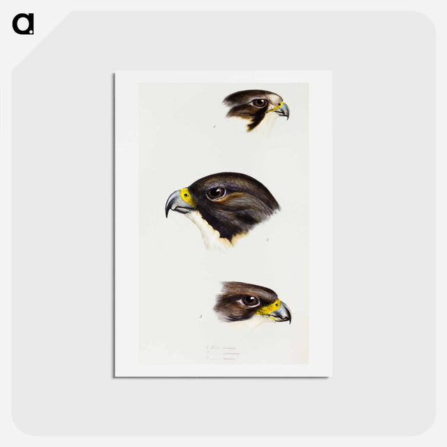 アートポストカード-Australian Falcons
 - ジョン グールド Postcard.