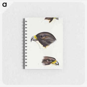 アートメモ帳-Australian Falcons
 - ジョン グールド Memo.