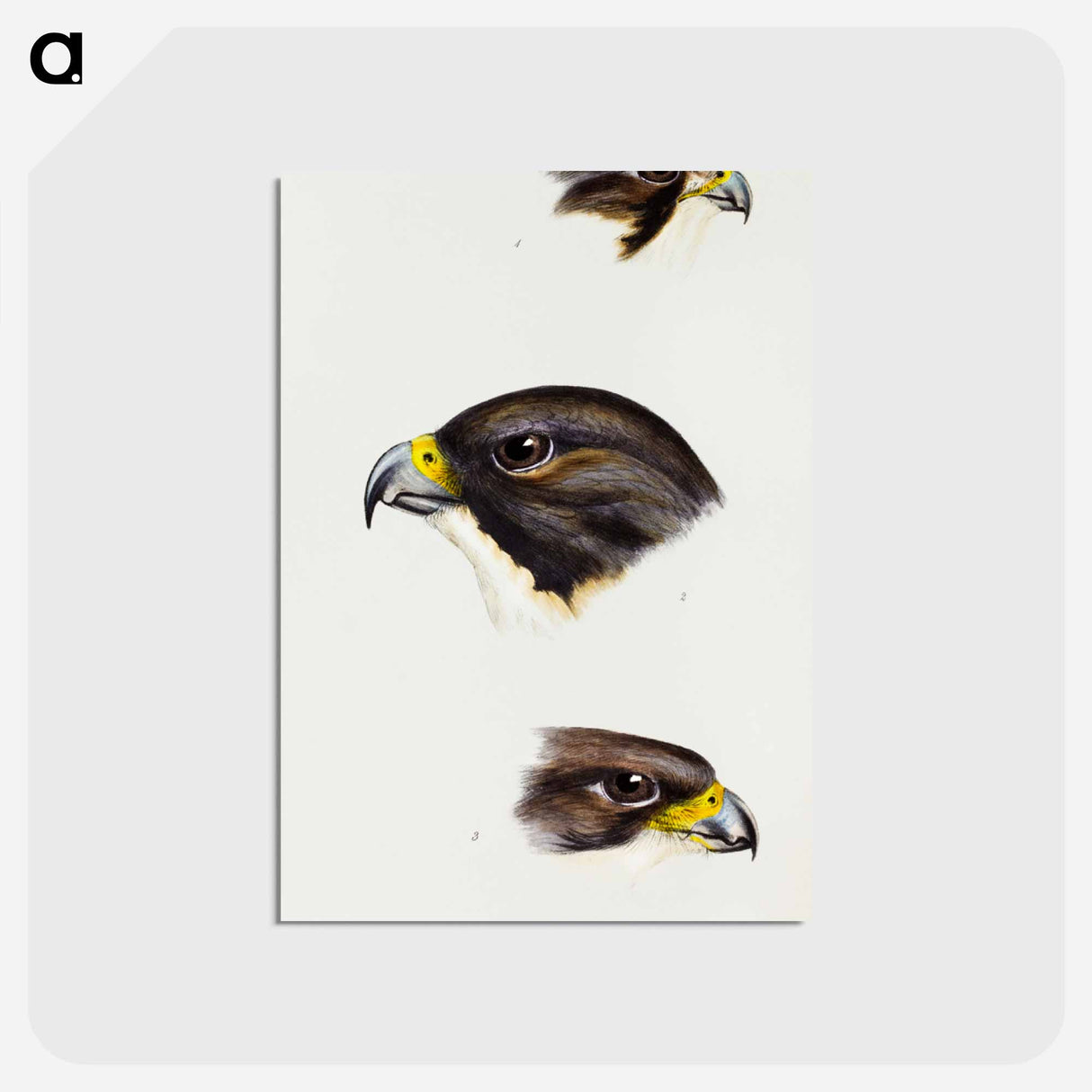 アートポストカード-Australian Falcons
 - ジョン グールド Postcard.