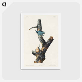 アートポストカード-Red-breasted Nuthatch
 - ジョン ジェームス オーデュボン Postcard.