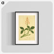アートポスター-Sanguinaria Canadensis
 - 国立医学図書館 Poster.