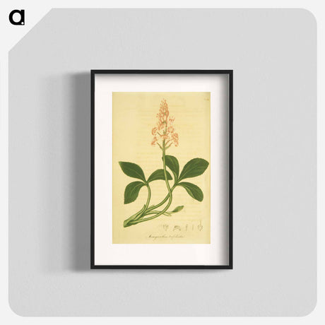 アートポスター-Sanguinaria Canadensis
 - 国立医学図書館 Poster.