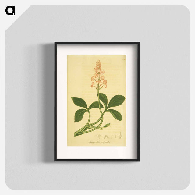 アートポスター-Sanguinaria Canadensis
 - 国立医学図書館 Poster.