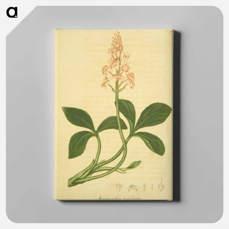 アートパネル-Sanguinaria Canadensis
 - 国立医学図書館 Canvas.
