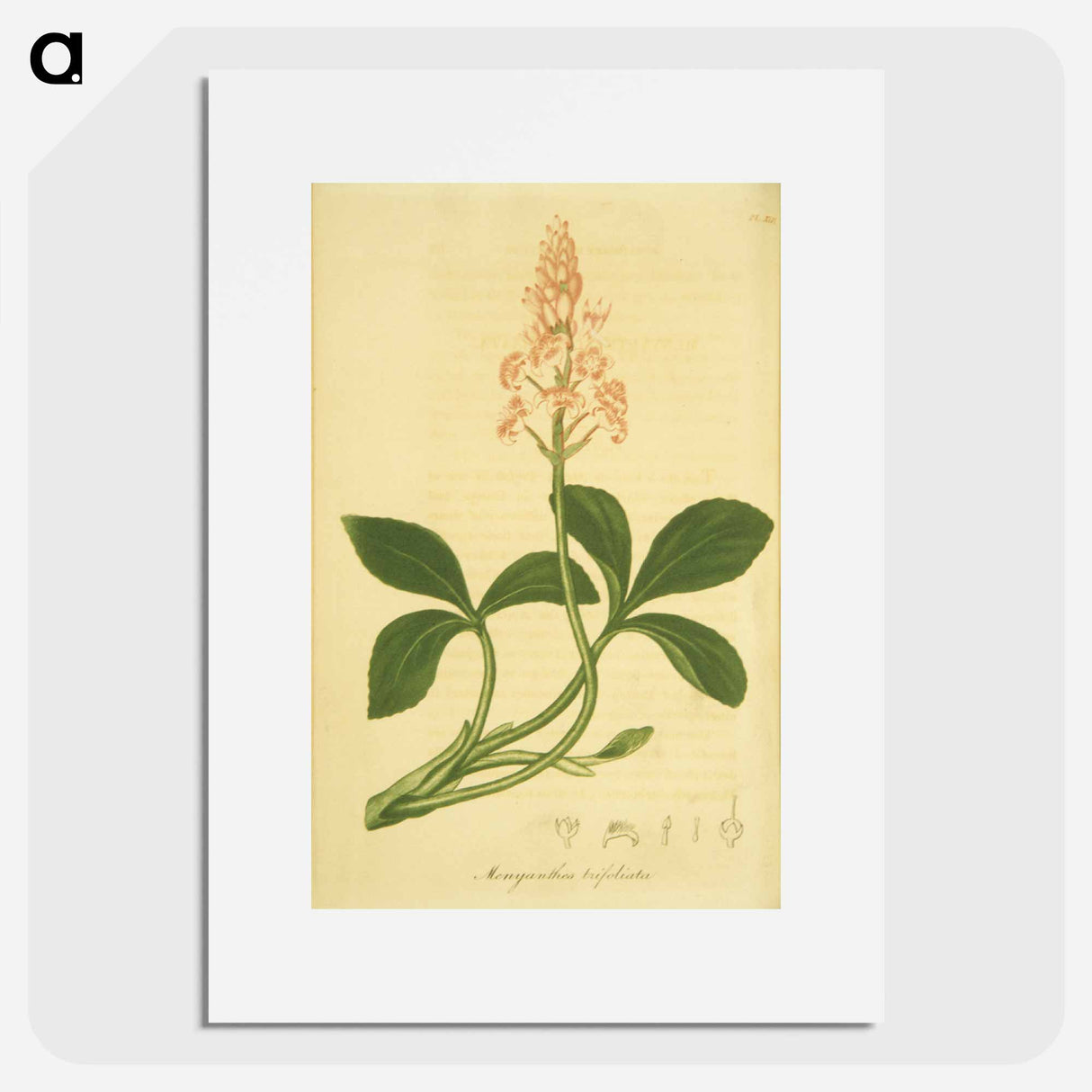 アートポスター-Sanguinaria Canadensis
 - 国立医学図書館 Poster.