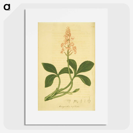 アートポスター-Sanguinaria Canadensis
 - 国立医学図書館 Poster.