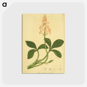 アートポストカード-Sanguinaria Canadensis
 - 国立医学図書館 Postcard.