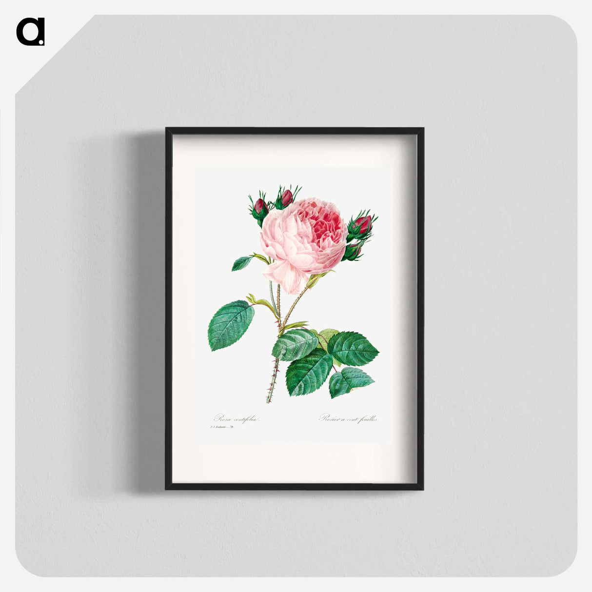 Cabbage rose - Pierre Joseph Redouté Poster.