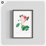 Cabbage rose - Pierre Joseph Redouté Poster.