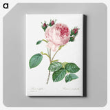 4-46_Pierre-Joseph-Redoute_canvas