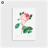 アートポストカード-Cabbage rose - ピエール ジョゼフ ルドゥーテ Postcard.