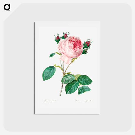 アートポストカード-Cabbage rose - ピエール ジョゼフ ルドゥーテ Postcard.