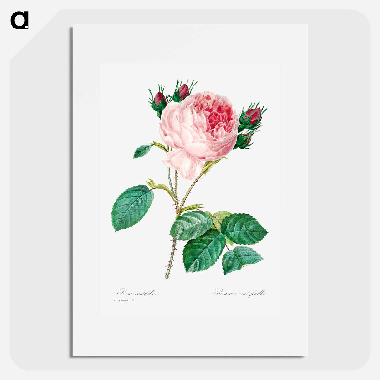 Cabbage rose - Pierre Joseph Redouté Poster.