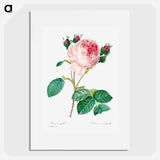 Cabbage rose - Pierre Joseph Redouté Poster.