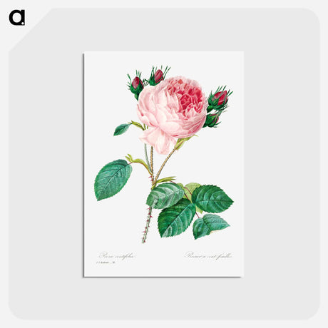 アートポストカード-Cabbage rose - ピエール ジョゼフ ルドゥーテ Postcard.
