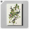 アートパネル-Black-poll Warbler from Birds of America
 - アメリカの鳥たち Canvas.