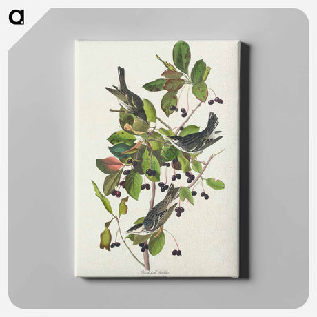 アートパネル-Black-poll Warbler from Birds of America
 - アメリカの鳥たち Canvas.