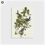 アートポストカード-Black-poll Warbler from Birds of America
 - アメリカの鳥たち Postcard.