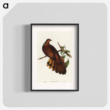アートポスター-Pheasant-tailed Pigeon
 - オーストラリアの鳥 Poster.