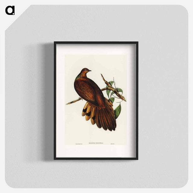 アートポスター-Pheasant-tailed Pigeon
 - オーストラリアの鳥 Poster.