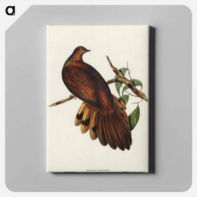 アートパネル-Pheasant-tailed Pigeon
 - オーストラリアの鳥 Canvas.