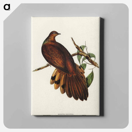 アートパネル-Pheasant-tailed Pigeon
 - オーストラリアの鳥 Canvas.