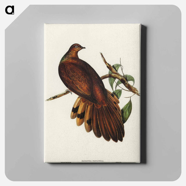 アートパネル-Pheasant-tailed Pigeon
 - オーストラリアの鳥 Canvas.