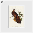 アートポストカード-Pheasant-tailed Pigeon
 - オーストラリアの鳥 Postcard.
