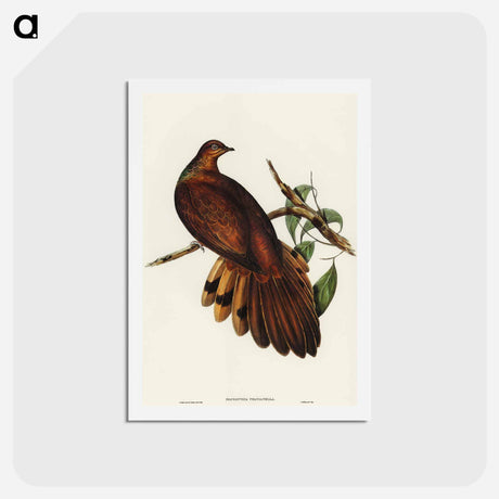 アートポストカード-Pheasant-tailed Pigeon
 - オーストラリアの鳥 Postcard.