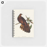 アートメモ帳-Pheasant-tailed Pigeon
 - オーストラリアの鳥 Memo.