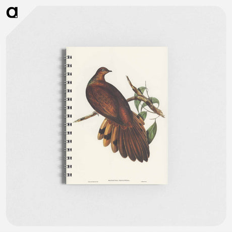 アートメモ帳-Pheasant-tailed Pigeon
 - オーストラリアの鳥 Memo.