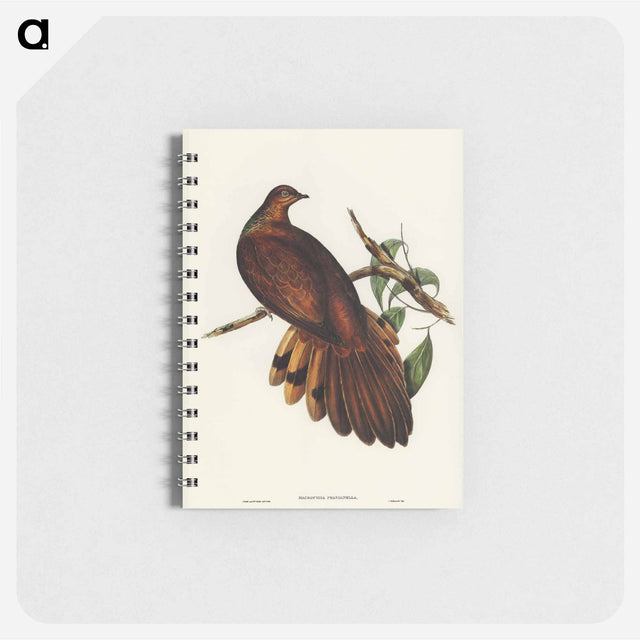 アートメモ帳-Pheasant-tailed Pigeon
 - オーストラリアの鳥 Memo.