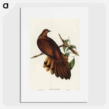 アートポスター-Pheasant-tailed Pigeon
 - オーストラリアの鳥 Poster.