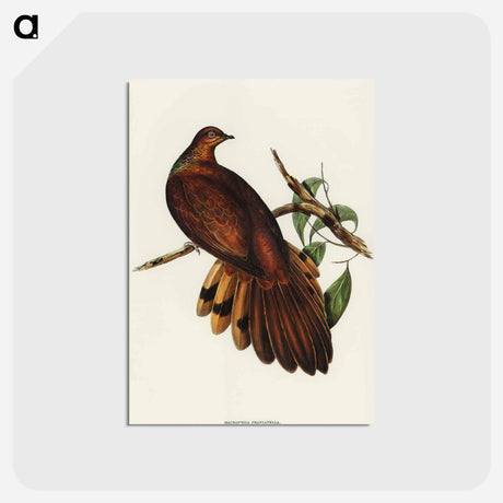 アートポストカード-Pheasant-tailed Pigeon
 - オーストラリアの鳥 Postcard.