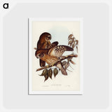 アートポストカード-Boobook Owl
 - ジョン グールド Postcard.