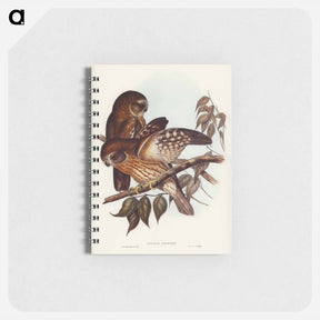 アートメモ帳-Boobook Owl
 - ジョン グールド Memo.
