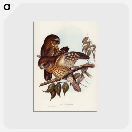 アートポストカード-Boobook Owl
 - ジョン グールド Postcard.