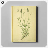 アートパネル-Lavendula
 - 国立医学図書館 Canvas.