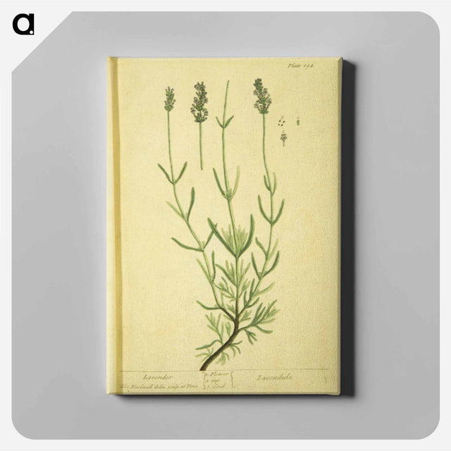 アートパネル-Lavendula
 - 国立医学図書館 Canvas.
