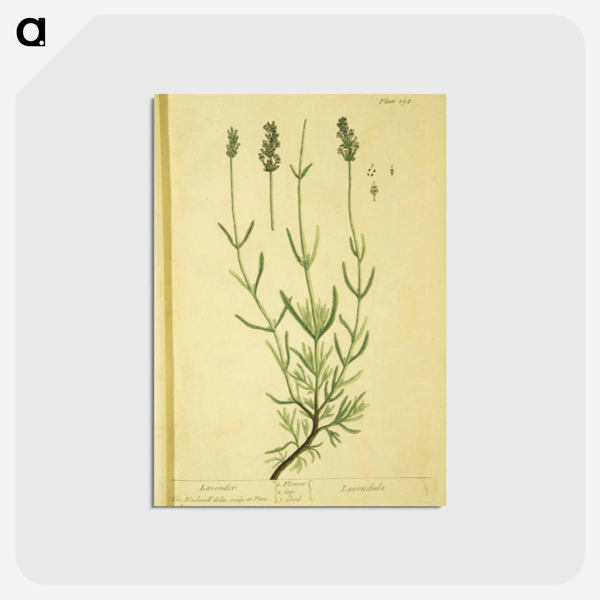 アートポストカード-Lavendula
 - 国立医学図書館 Postcard.