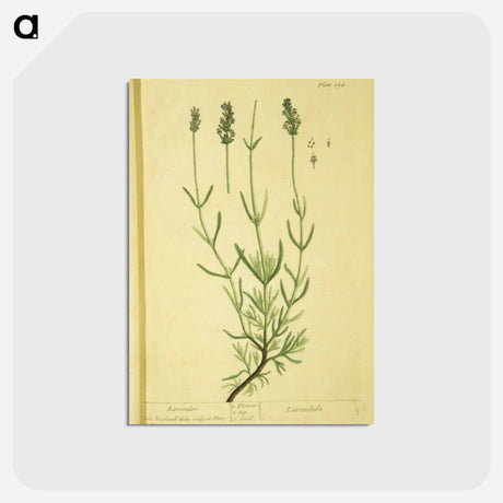 アートポストカード-Lavendula
 - 国立医学図書館 Postcard.