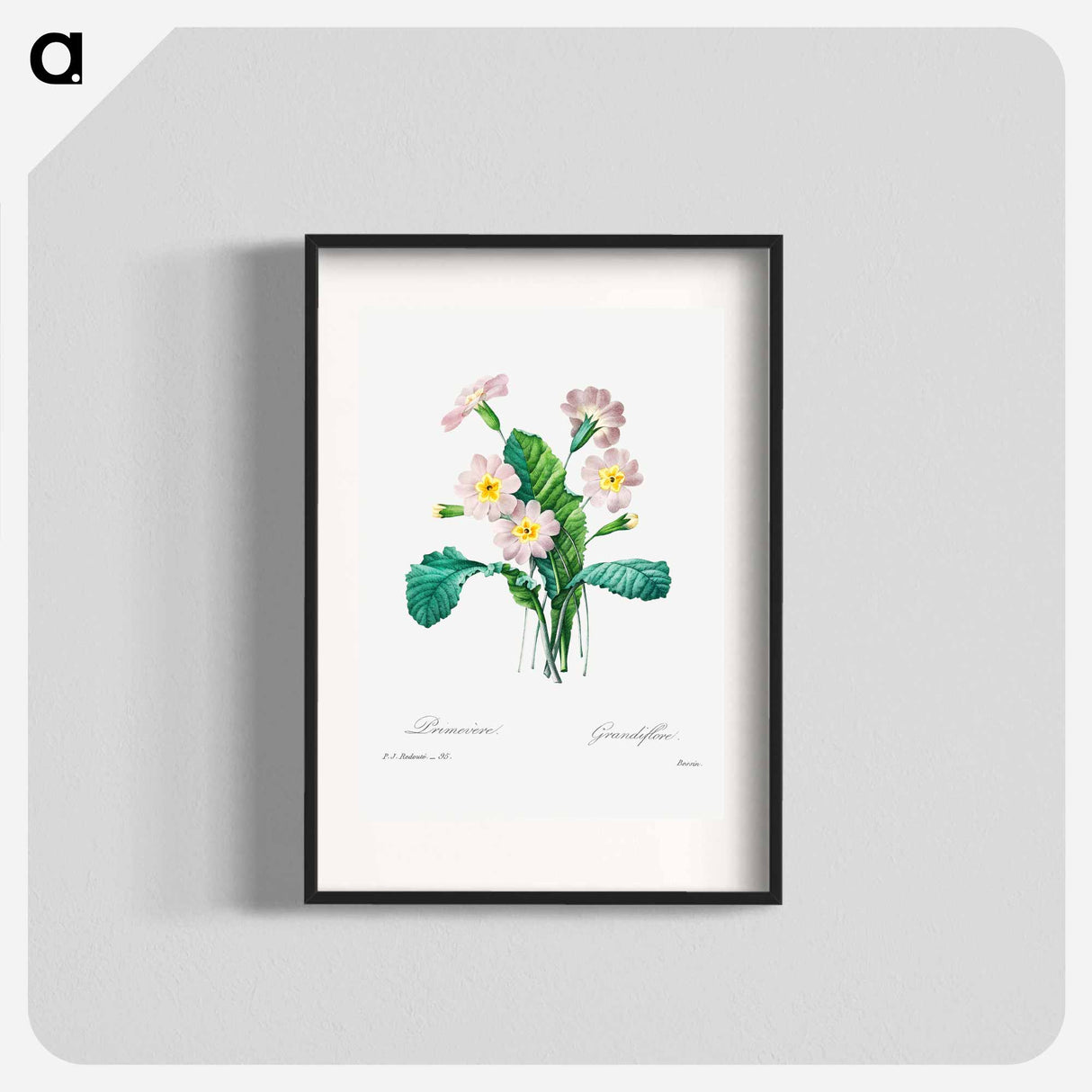 Common primrose - ピエール ジョゼフ ルドゥーテ Poster.